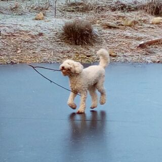 Hund auf gefrorenem Teich